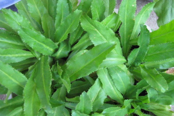 Top 23 popular herbs in Vietnam and their health effects - 6