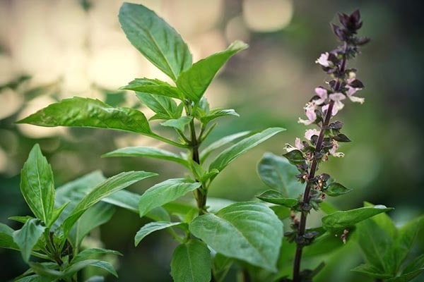 Top 23 popular herbs in Vietnam and their health effects - 2