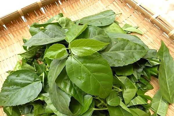 Top 23 loại rau thơm phổ biến ở Việt Nam và tác dụng đối với sức khỏe - 22