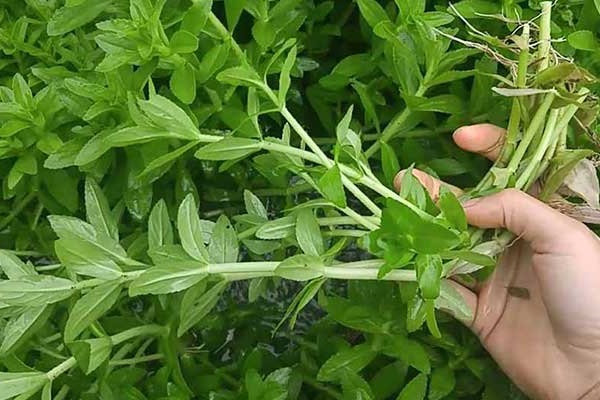 Top 23 loại rau thơm phổ biến ở Việt Nam và tác dụng đối với sức khỏe - 5