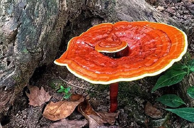 Nấm Linh Chi có tác dụng gì, uống nhiều có tốt không? - 1