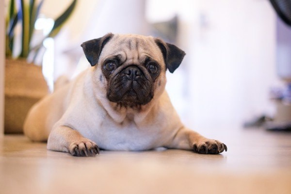 Chó Pug là loài vô cùng tình cảm và gần gũi với con người