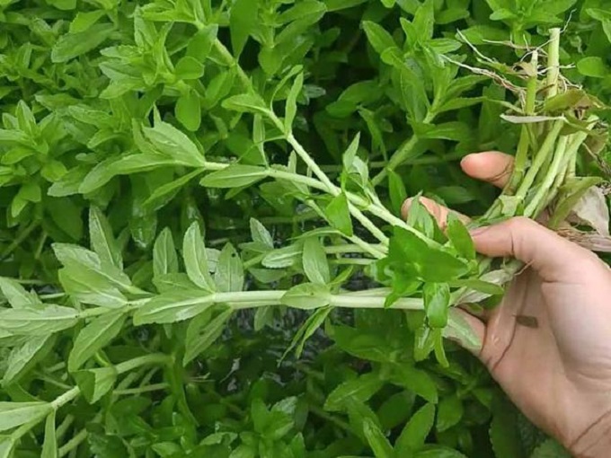 Rau Ngổ chữa bệnh gì, có tác dụng gì đối với sức khỏe? - 1