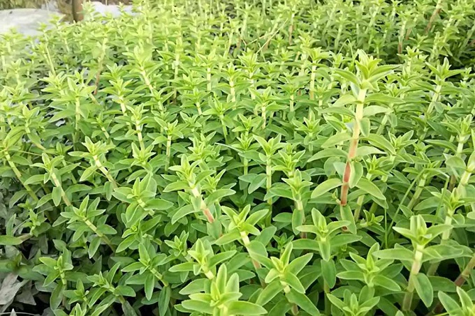 Rau Ngổ chữa bệnh gì, có tác dụng gì đối với sức khỏe? - 2