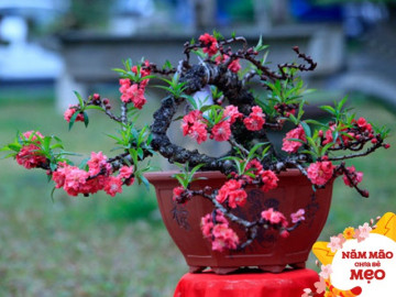 Đừng thấy hoa đào tàn rụng đầy gốc mà vứt bỏ, đó là “kho dưỡng chất” có muôn vàn tác dụng với sức khỏe