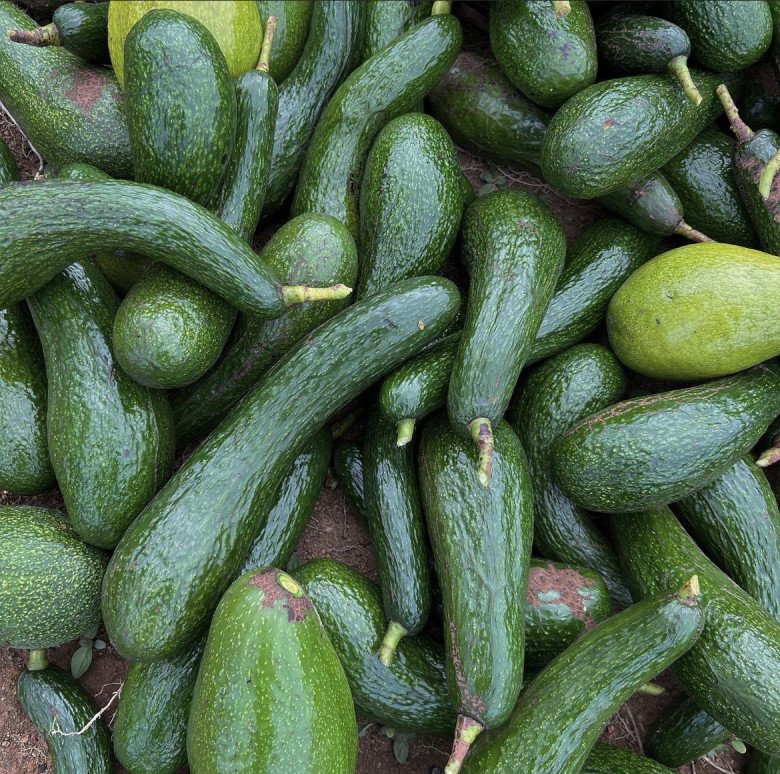 Bơ là món ăn mà cô yêu thích và thường xuyên có trong mỗi bữa ăn sáng.