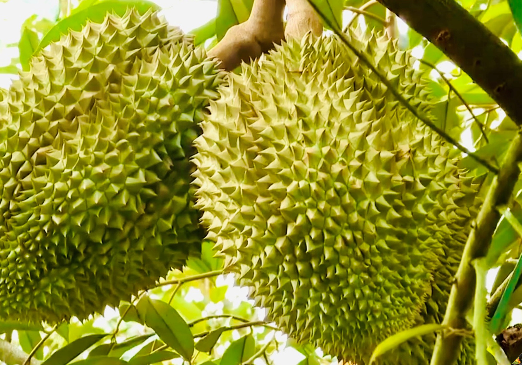 Fruits with thorns or strong scents are avoided in the five-fruit tray