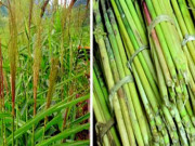 Tiêu dùng - Đặc sản xưa chỉ dành cho người nghèo, nay được săn lùng khắp nơi, có tiền cũng không mua được, 4 triệu đồng/kg