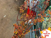 Tiêu dùng - Loại hoa "lạ mà quen" hot trend Tết 2023: Cành đào nhưng ra hoa vàng như mai, chị em thi nhau chơi Tết