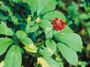 Tin tức - Nghề lạ ở Việt Nam: Trồng loại cây “đại bổ” trước ít ai ngó ngàng, giờ vô cùng quý hiếm, thu tiền tỷ mỗi vụ