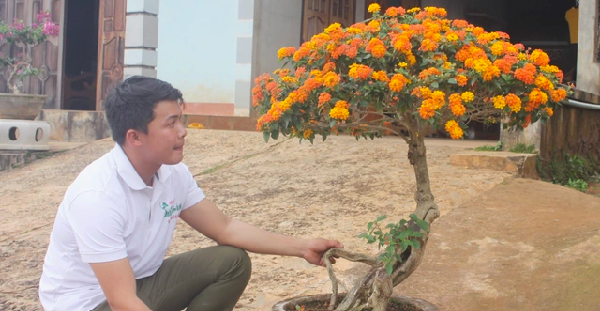 Chơi bonsai từ cây hoa ngũ sắc vừa lạ vừa đẹp.