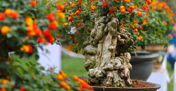 Nhiều gốc bonsai hoa ngũ sắc đẹp mắt.