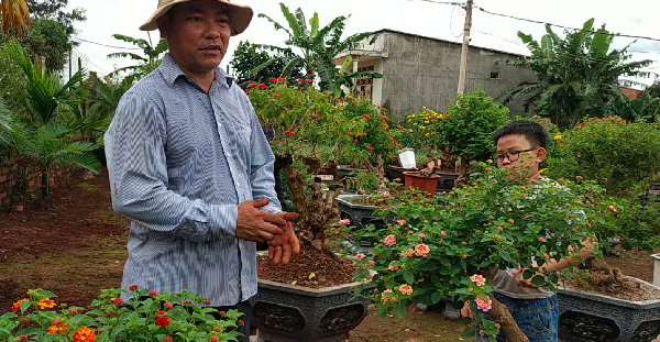Cây dại mọc ven đường nở hoa sặc sỡ lên chậu thành bonsai trưng Tết, vừa đẹp vừa độc-lạ được nhiều người săn đón - 6