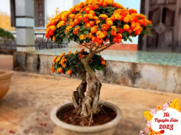 Cây dại mọc ven đường nở hoa sặc sỡ lên chậu thành bonsai trưng Tết, vừa đẹp vừa độc-lạ được nhiều người săn đón