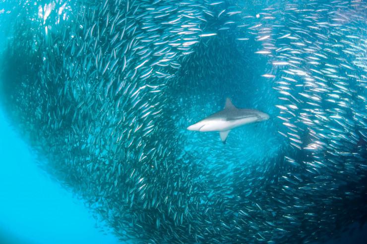 7. Sardine Run, Nam Phi: Sardine Run là một trong những sự kiện đáng chú ý nhất của đại dương. Hàng năm từ tháng 5 đến tháng 7, hàng chục triệu con cá mòi di cư dọc theo bờ biển hoang dã của Nam Phi. Người ta ước tính rằng, nó thậm chí còn sánh ngang với cuộc di cư của linh dương đầu bò lớn ở châu Phi. Hoạt động dưới nước dữ dội đến mức có thể được chứng kiến từ máy bay. Theo sau cá mòi là vô số cá mập trắng lớn, Orcas và nhiều loài săn mồi khác. Những người đủ can đảm lặn sẽ được bao quanh bởi những quả cầu vảy bạc khổng lồ lao vút qua nước. Ảnh: Getty.
