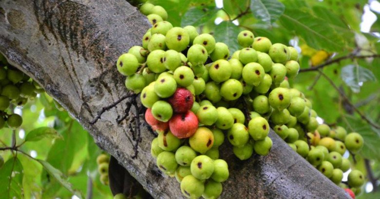 Tượng trưng cho sự sung túc, cây sung được nhiều người ưa trưng tại nhà dịp Tết. (Ảnh minh họa)