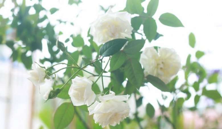 Hoa hồng bạch không chỉ đẹp mà có thể làm vị thuốc chữa ho tốt.