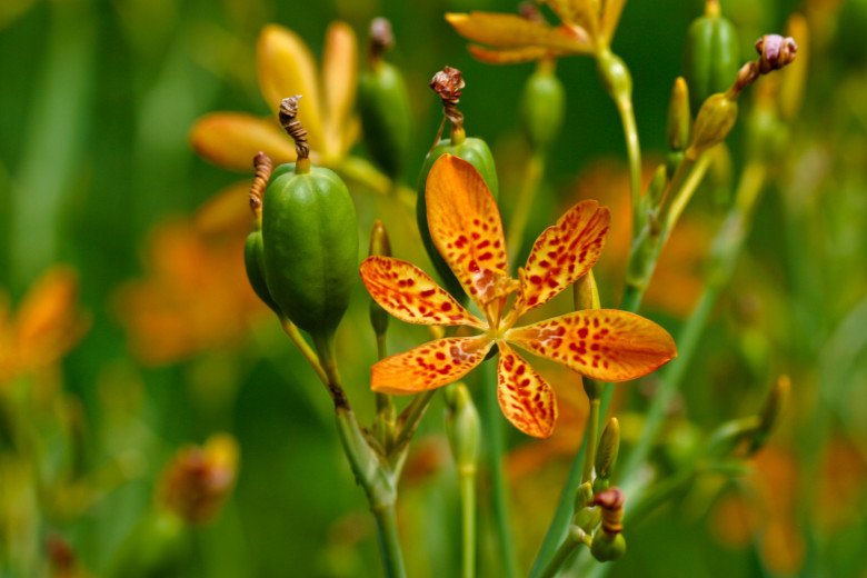 Xạ can không chỉ có hoa đẹp mà có thể dùng làm thuốc. (Ảnh minh họa)