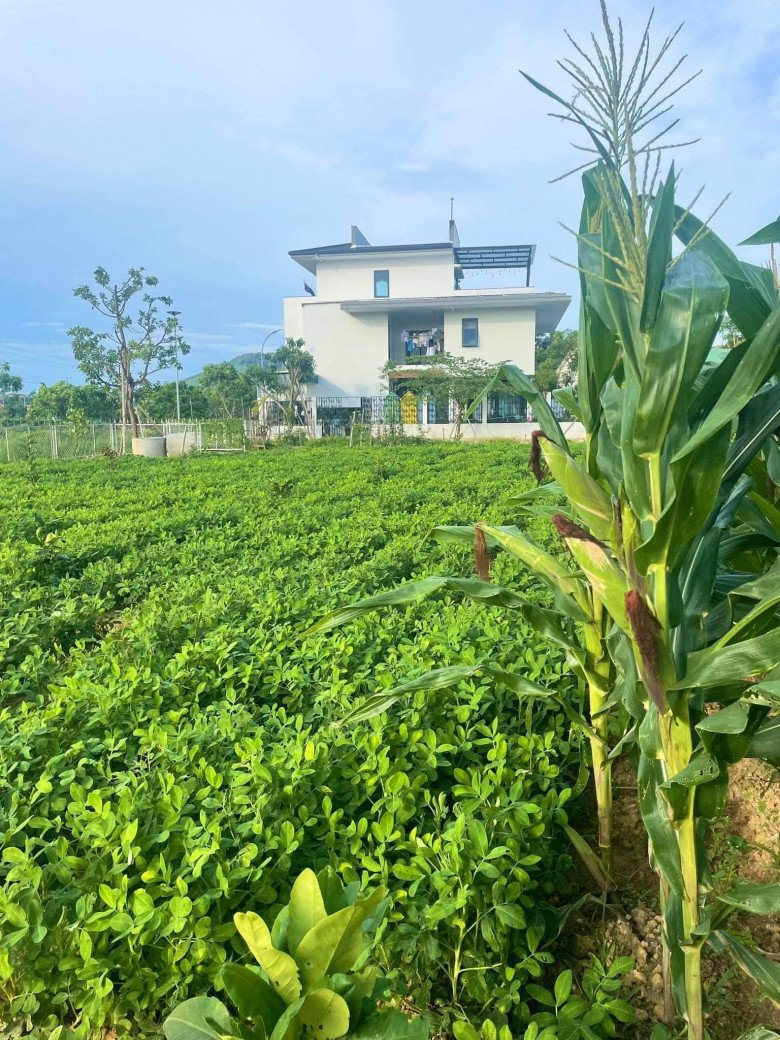 Mẹ đơn thân bỏ phố về quê sau 15 năm, xây nhà 5,5 tỷ với khu vườn 2000m2 bạt ngàn rau trái - 3