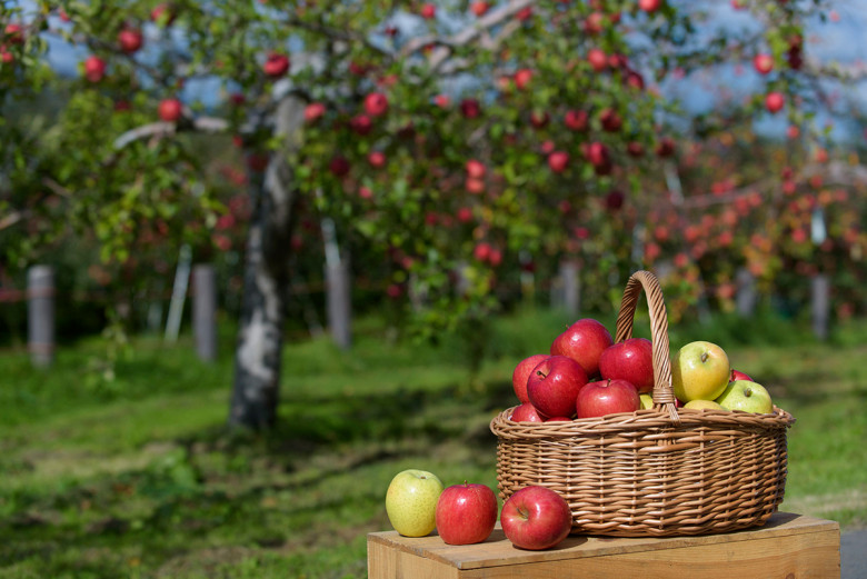 (Nguồn: Aomori Apple Association)