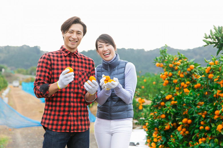 (Pixta: Người nông dân Nhật Bản thu hoạch quýt Unshu)