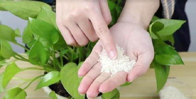 Gạo là “tiên dược” để trồng cây, rắc một nắm vào chậu, lá cả năm không vàng, mầm xanh bật ra - 1