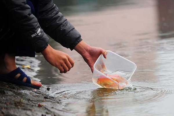 Thả cá ông Công ông Táo tưởng là dễ, nhưng rất nhiều người vẫn làm sai - 1