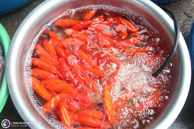 Có rất nhiều loại chép được bày bán, nếu chọn từng con giá chỉ 90-120.000 đồng/kg.