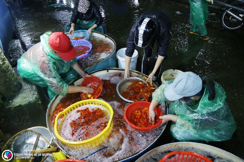 Cận ngày ông Công ông Táo, giá cá chép giảm sâu, nhiều tiểu thương đứng cả buổi sáng không bán được con nào - 1