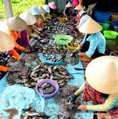 Nghề làm khô cá bổi mang lại thu nhập cho người dân