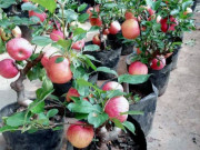 Nhà đẹp - Đi mua cây cảnh về chưng Tết, nhớ né 4 loại cây này kẻo "tiền mất tật mang", chưa tới Tết đã tàn