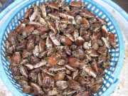 Tiêu dùng - Đặc sản nổi tiếng chỉ có ở An Giang, trông sợ khiếp vía nhưng lại rất ngon và lạ, 300.000 đồng/kg dân thành phố thích mê