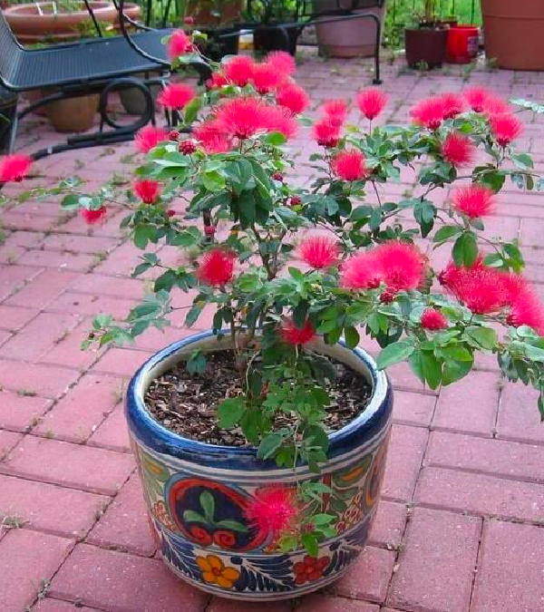 Chậu pháo hoa điệp lào đẹp mắt của anh Trung.