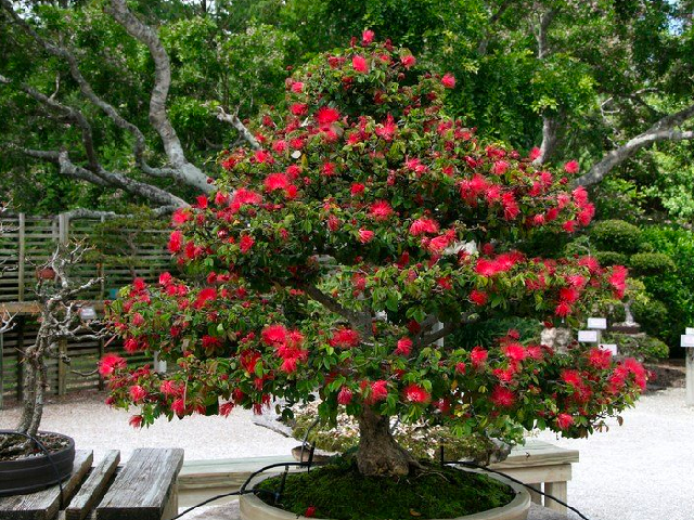 Cây mọc dại thành bonsai độc lạ để làm cảnh khiến giới chơi cây mê mẩn, giá lên tới tiền triệu amp;#34;gây sốtamp;#34; trên chợ mạng - 2