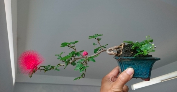 Tùy vào kích thước mà mỗi chậu pháo hoa điệp lào có giá cả khác nhau.