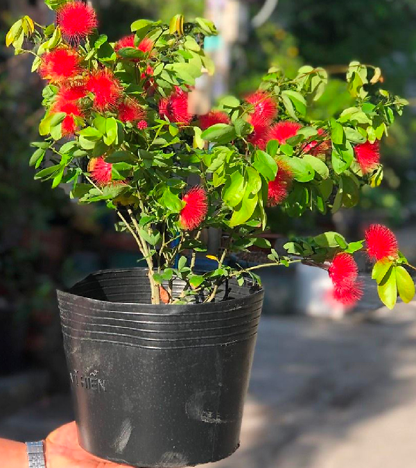 Cây mọc dại thành bonsai độc lạ để làm cảnh khiến giới chơi cây mê mẩn, giá lên tới tiền triệu amp;#34;gây sốtamp;#34; trên chợ mạng - 5