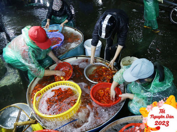 Cận ngày ông Công ông Táo, giá cá chép giảm sâu, nhiều tiểu thương đứng cả buổi sáng không bán được con nào