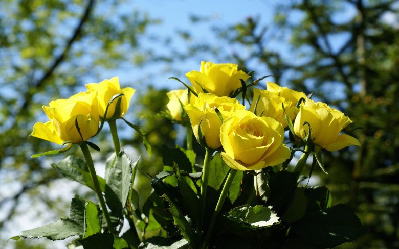 5 loài hoa tuy đẹp nhưng tượng trưng cho sự chia ly, Tết đừng đặt trong nhà - 5