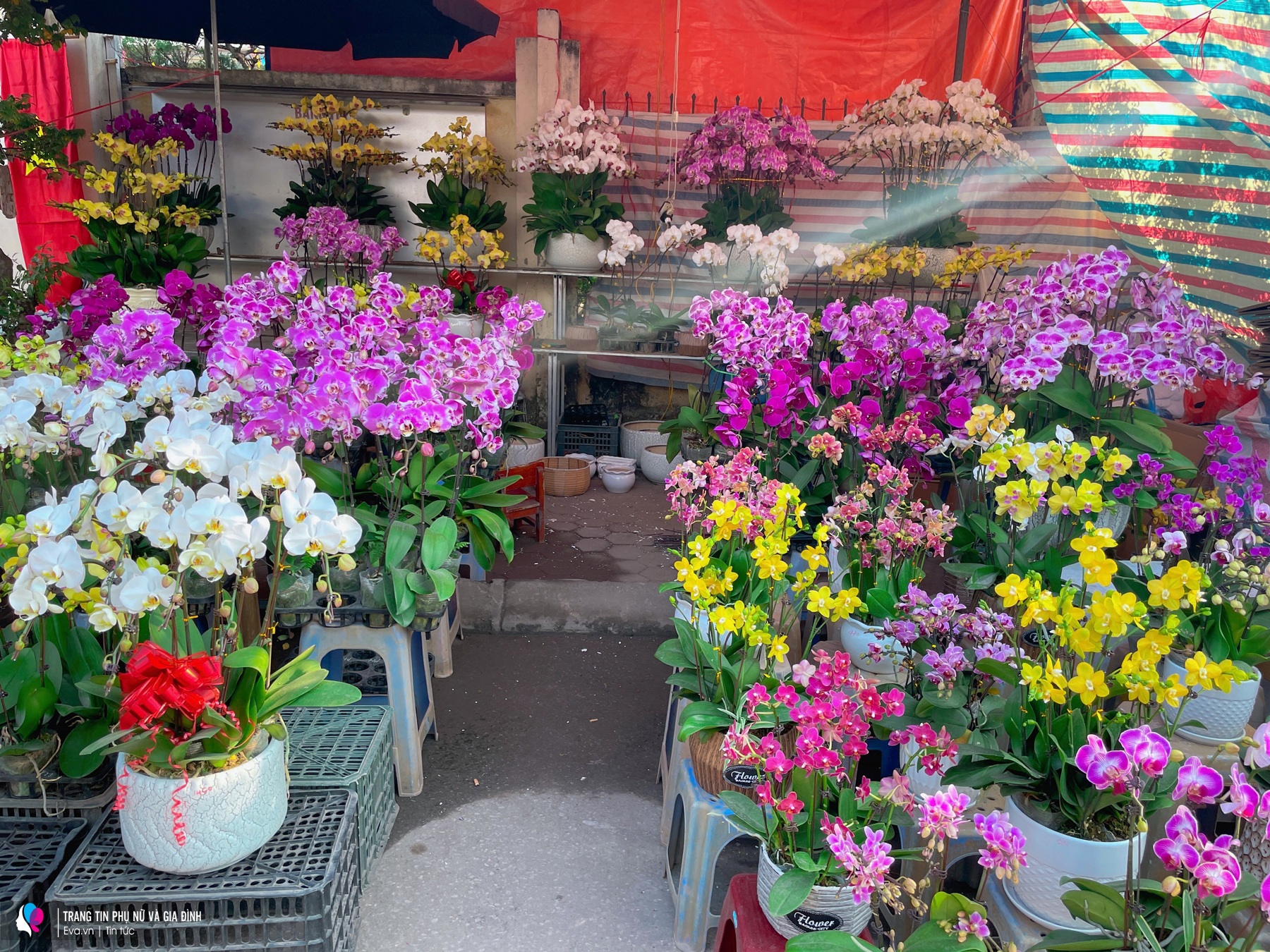 Rực rỡ sắc xuân tại chợ cây lớn nhất Hà Nội, Tết đã đến rất gần - 6