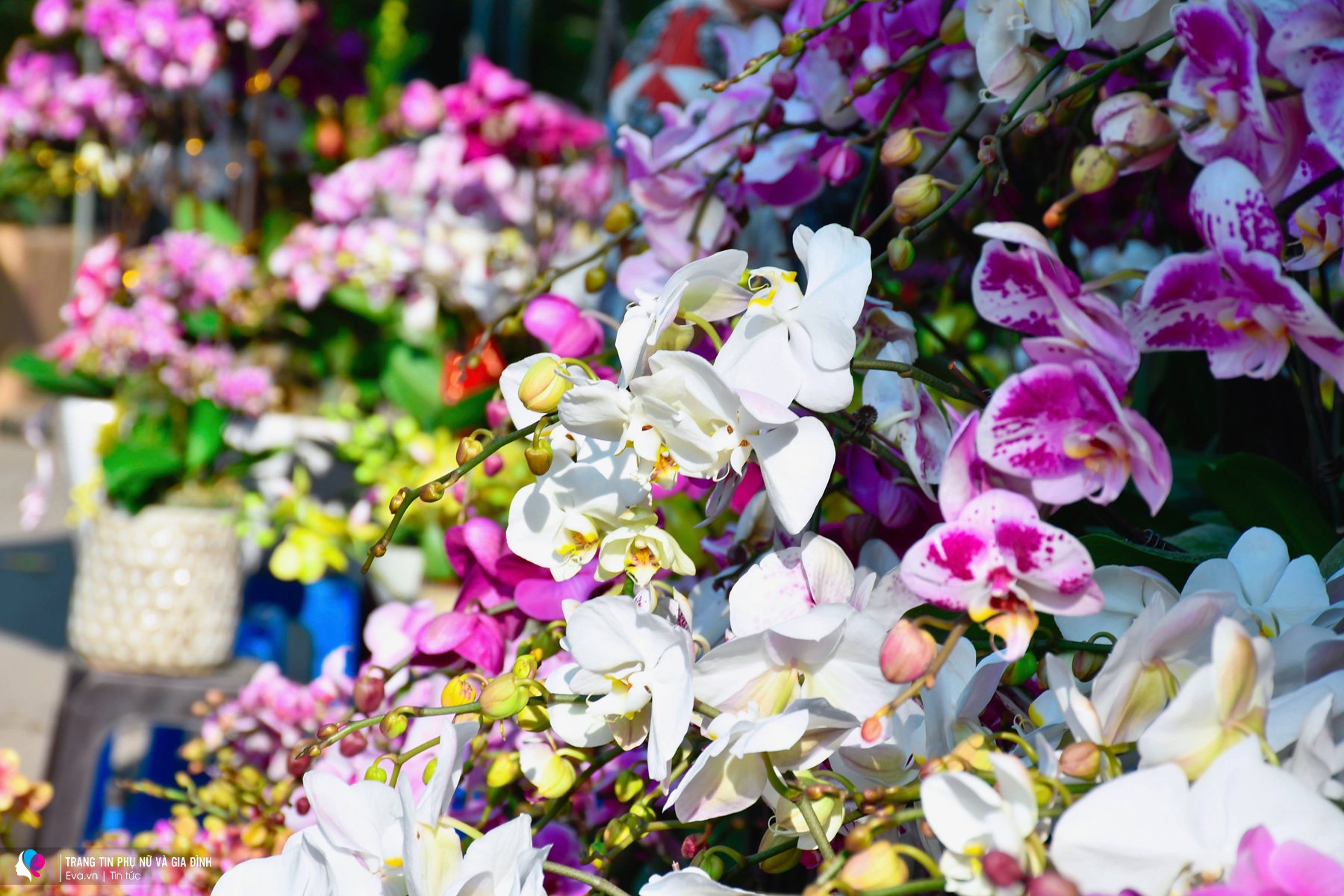 Rực rỡ sắc xuân tại chợ cây lớn nhất Hà Nội, Tết đã đến rất gần - 8