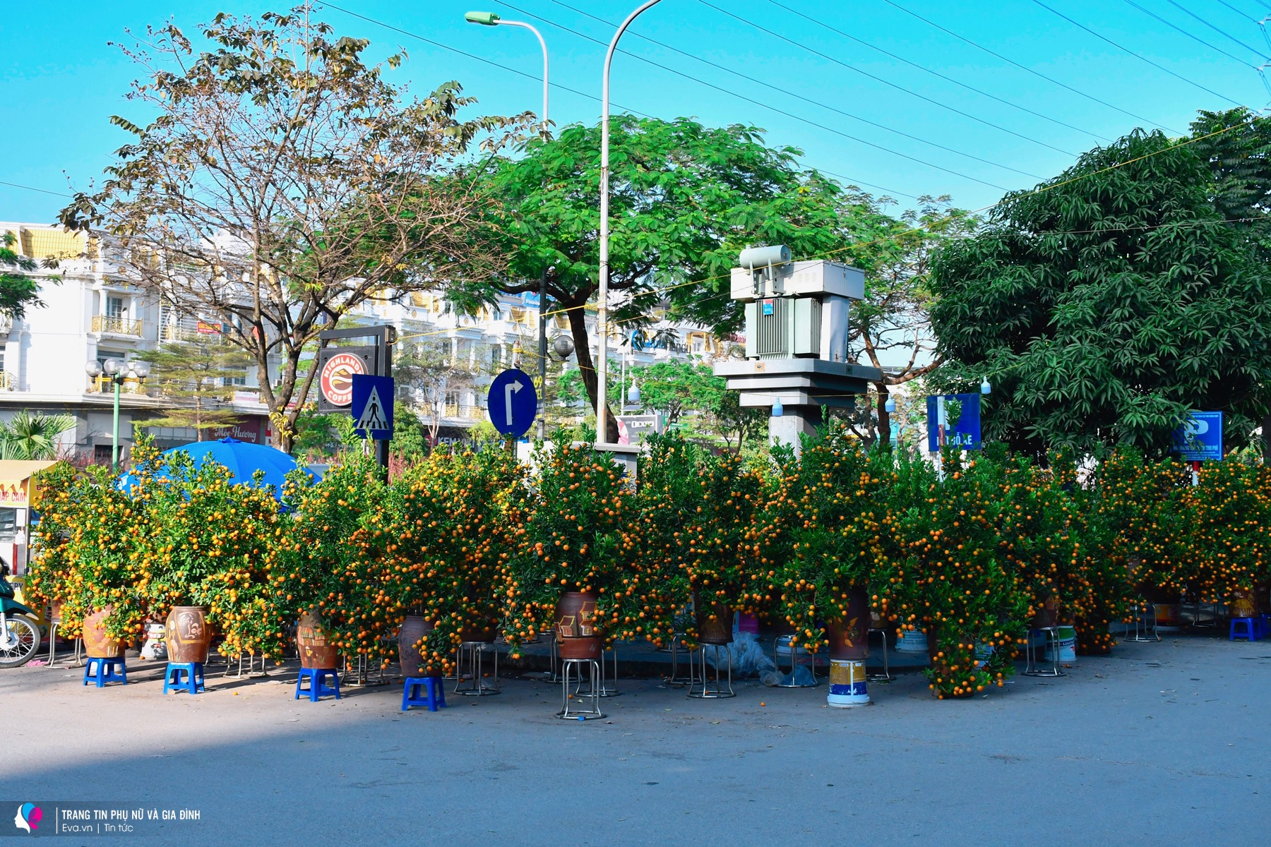Rực rỡ sắc xuân tại chợ cây lớn nhất Hà Nội, Tết đã đến rất gần - 13