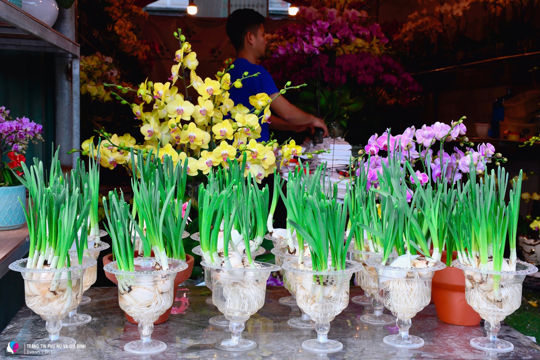 Với những loại hoa lan cao cấp, giá cả dao động từ 100-250k một cành. Một chậu lan nhỏ phù hợp để bàn có giá khoảng 300-500k.