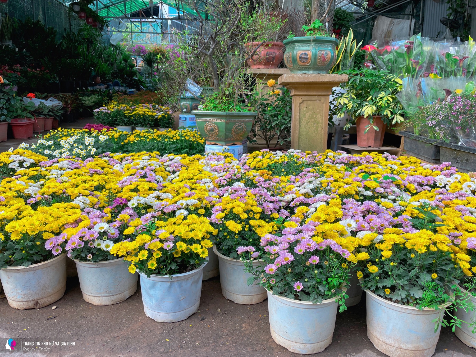 Chợ Vạn Phúc năm nay đa dạng các loại hoa hơn, đặc biệt là những dòng hoa giá bình dân như hoa cúc, hoa đồng tiền, hoa trà...