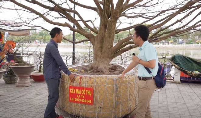 Anh Trường cho biết: Nếu ai sành chơi hoặc dân chuyên nghiệp trồng mai sẽ thấy cây mai này rất nghệ thuật từ các cành con cho đến nụ hoa.