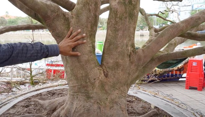 Dáng thế độc đáo với kiểu phu thê.