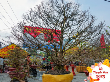 Cây mai cổ 96 tuổi được rao giá 6.8 tỷ đồng khiến người dân miền Tây xôn xao, chủ nhân khẳng định: "Giá rất bình dân"