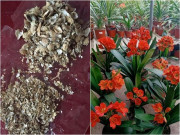 Nhà đẹp - Dùng 3 thứ này trộn vào đất, đất cũ sẽ thành đất mới, trồng hoa nào cũng tươi tốt