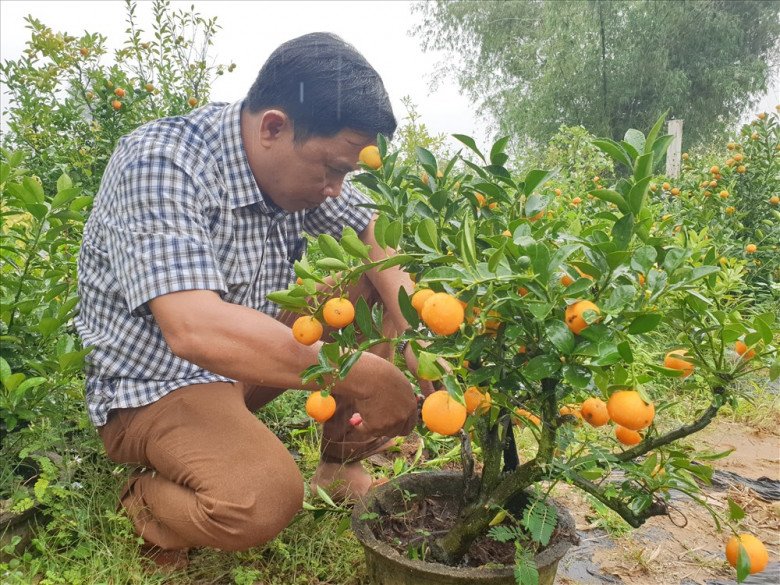 Cây quất chơi Tết xong đừng vứt vội, làm theo cách này năm sau quả sai lúc lỉu, có trưng tiếp - 5