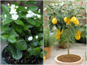 Nhà đẹp - 3 loại cây có thể "tiệt trùng", để một chậu ở nhà, không khí trong lành, rất tốt cho sức khỏe