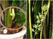 Nhà đẹp - 3 loại cây cảnh mang "điềm lành", nhà phúc dày trồng mới ra hoa, rất may mắn